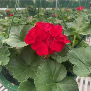 Geranium