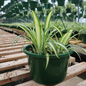 Spider Plant in 10" hanging basket