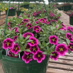 Purslane