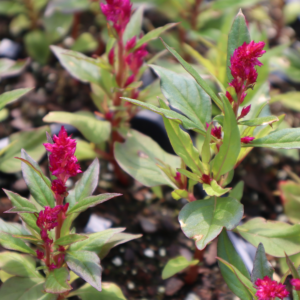 flat of purple celosia