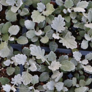 flat of dusty miller