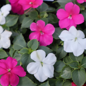 Impatiens