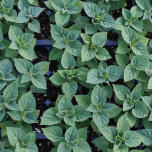 Picture showing a flat of Salvia