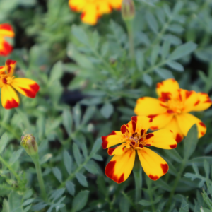 durango bolero marigold flat
