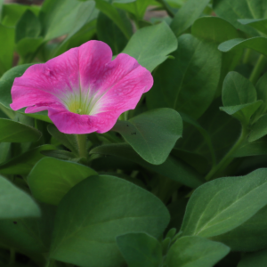 Wave Petunia Gallon