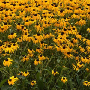 Rudbeckia