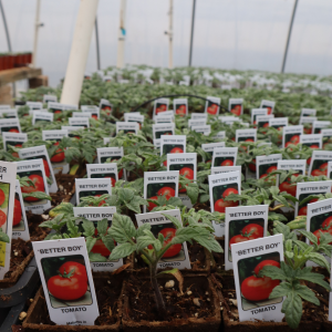 2" Peat Pot Tomatoes