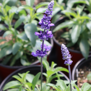 mystic spires blue salvia in gallon container