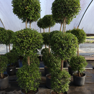 Eugenia Topiary Tree