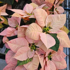 8 1/2" Poinsettia