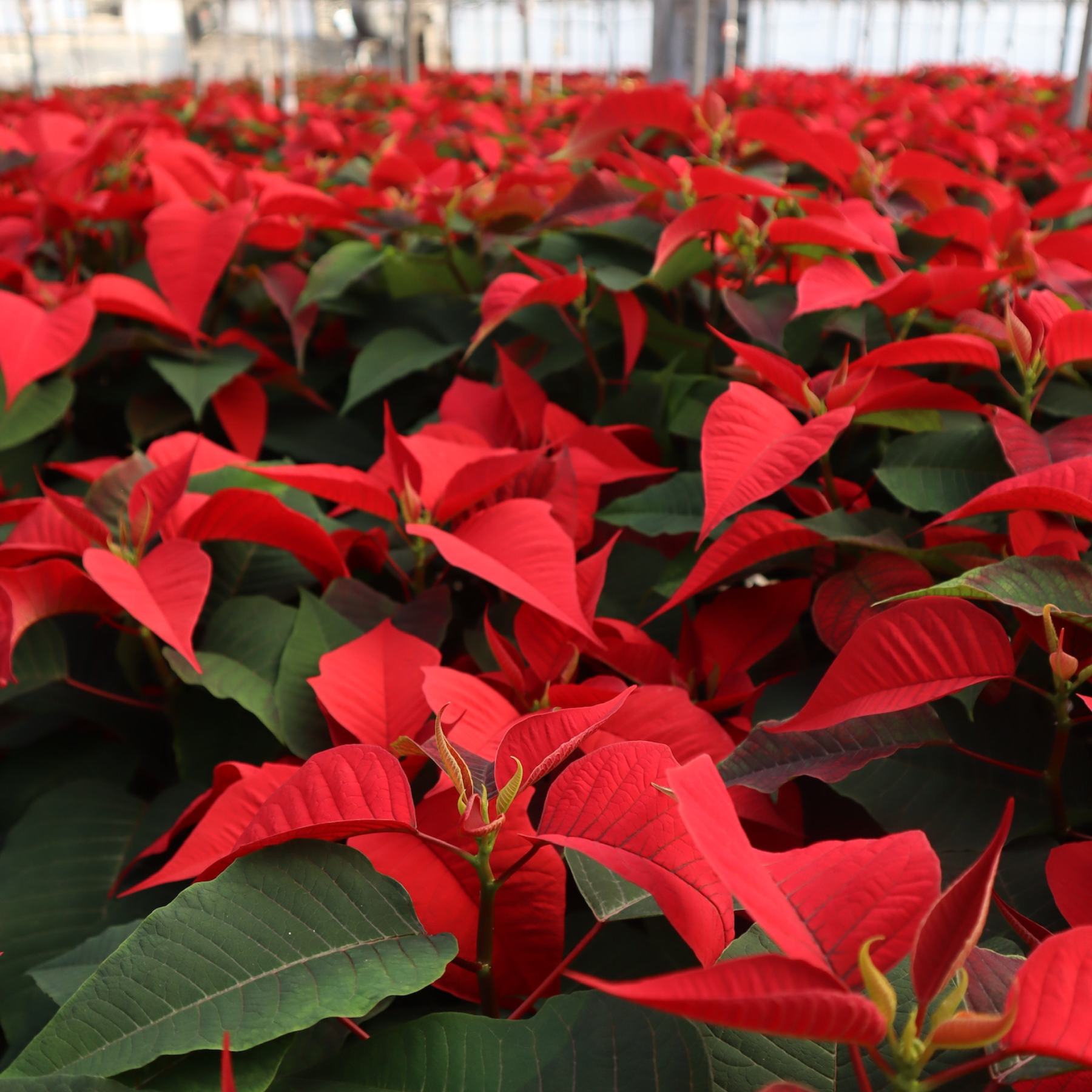 Untitled design (2) Red Poinsettias