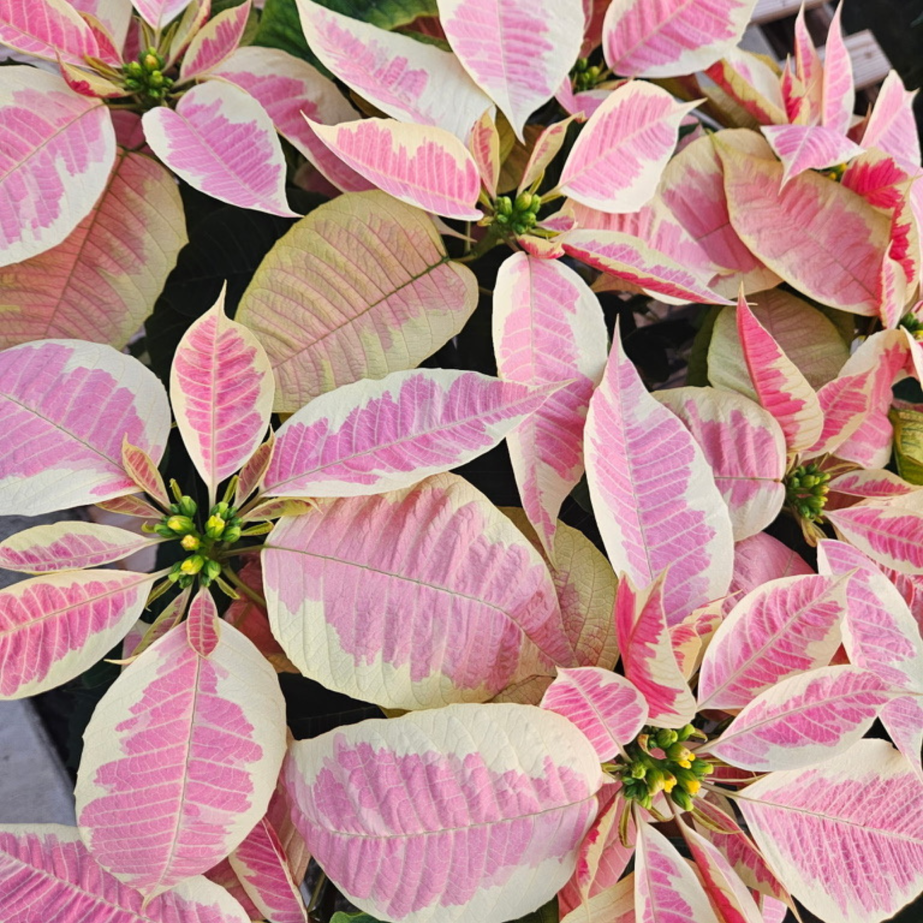 Untitled design (3) Marble Poinsettias