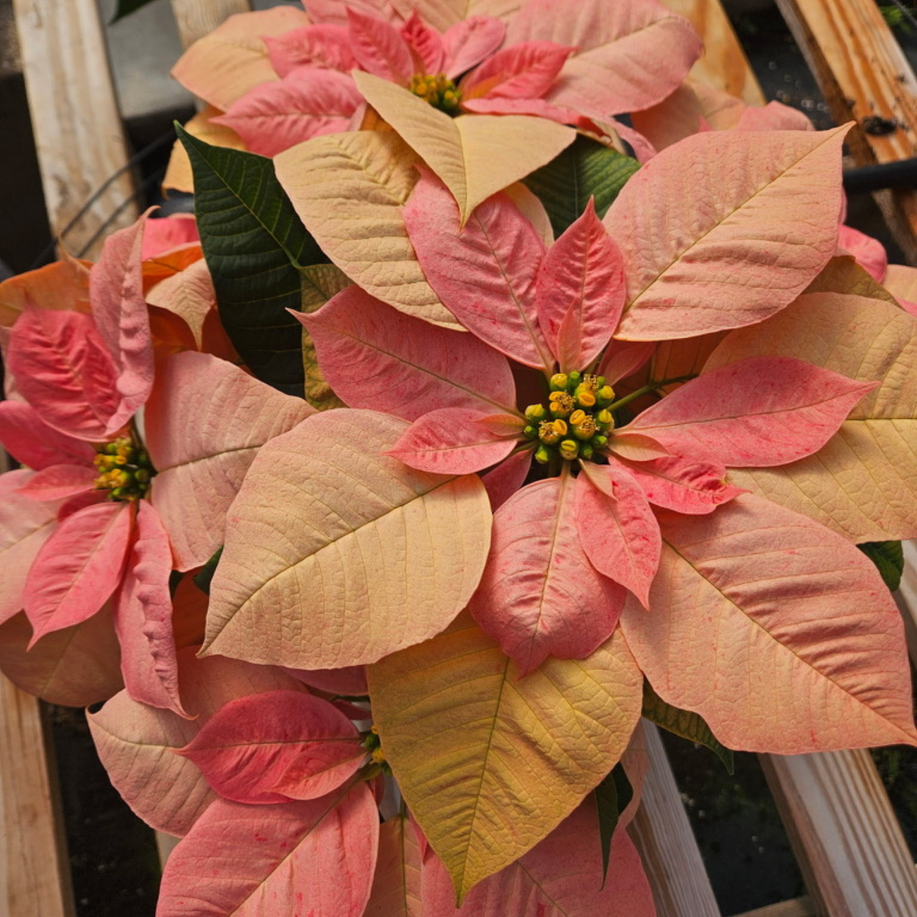 Untitled design (4) Cinnamon Poinsettias