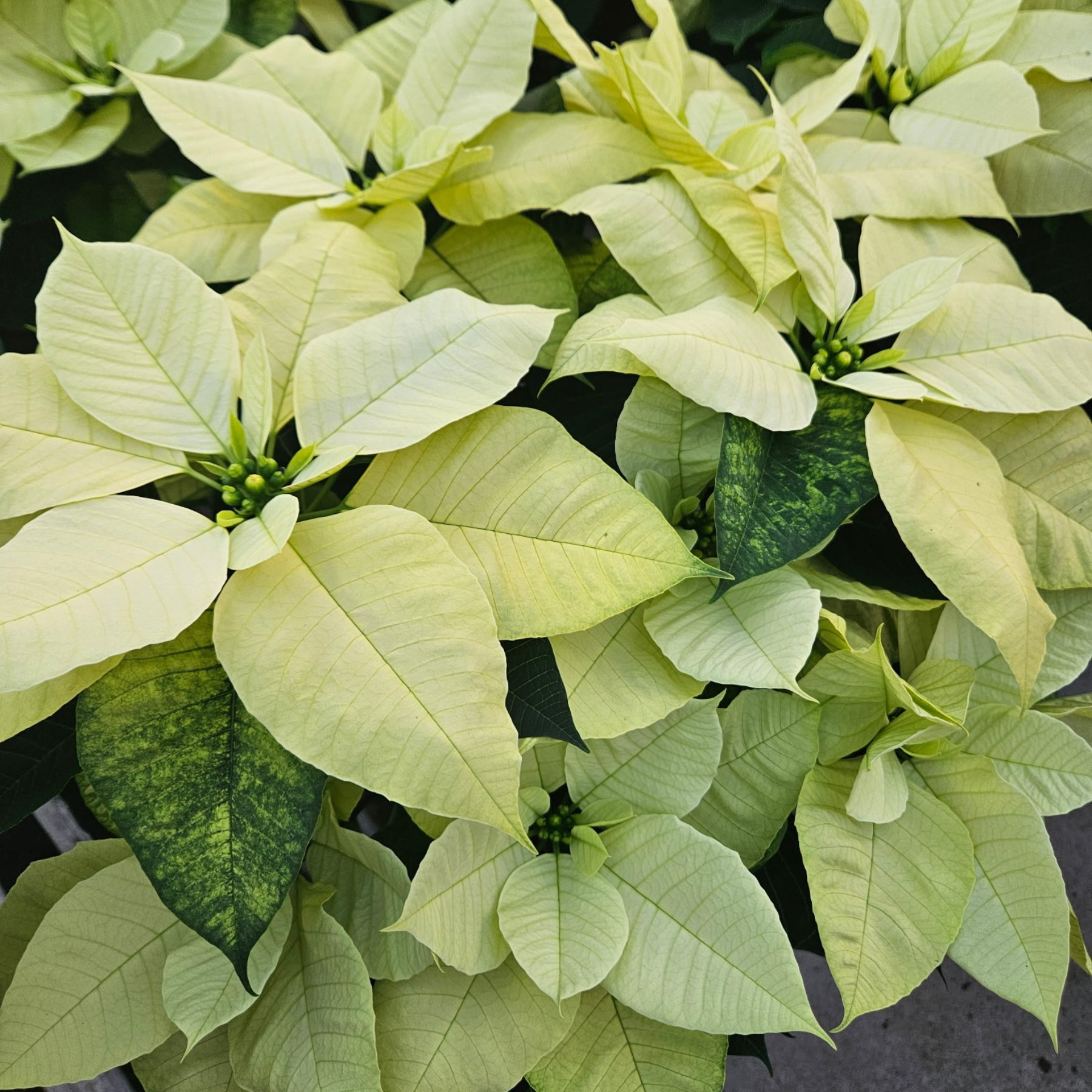 Untitled design (5) White Poinsettia
